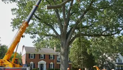Arborists using bucket truck for large tree removal near Colchester homes in Burlington, VT