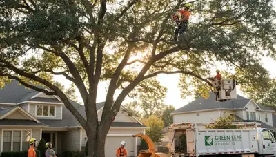 Certified arborist performing expert tree pruning in Burlington, VT to improve tree health and safety