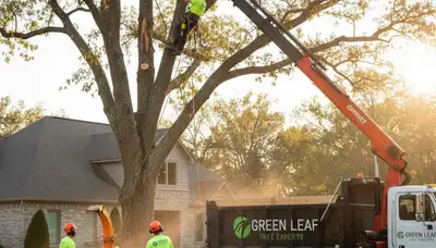 Professional tree removal service in Burlington VT safely cutting and clearing large damaged tree
