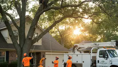 Professional tree removal and trimming service in Burlington, VT by Chop Chop Tree experts