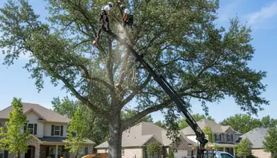 Professional tree removal service team working in Burlington, VT yard