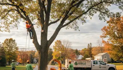 Professional tree removal service in Burlington VT safely cutting down large oak tree