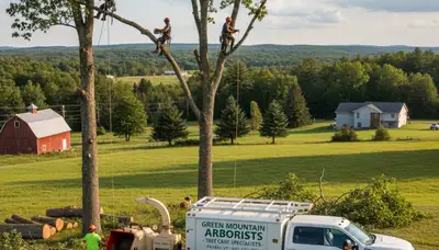 Professional tree removal service in Burlington VT safely cutting and clearing large trees