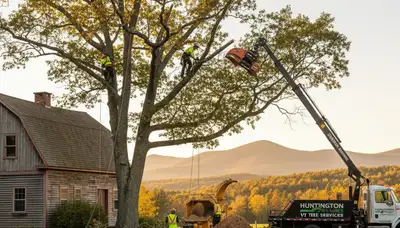 Professional tree removal service in Burlington VT safely cutting and clearing large trees