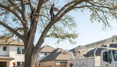 Arborist trimming oak tree in Burlington, VT for professional crown shaping and limb removal