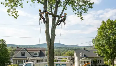 Professional tree removal service in Burlington VT safely cutting large oak tree branches