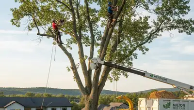 Professional tree removal service in Burlington, VT by certified arborists at TreeTrimmingBurlingtonVT