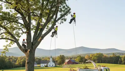 Professional tree removal service in Burlington VT safely clearing residential trees