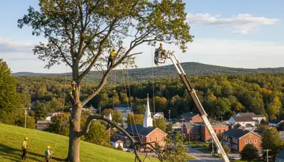 Professional tree removal service in Burlington VT safely clearing large oak trees