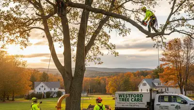 Professional tree removal service in Burlington VT with certified arborists and safety equipment
