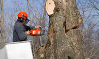 Tree Removal in Burlington VT